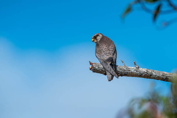 Az amuri vércse (Falco amurensis) megjelenése, életmódja, szaporodása  