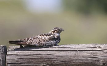 Az estifecske (Chordeiles minor) megjelenése, életmódja, szaporodása