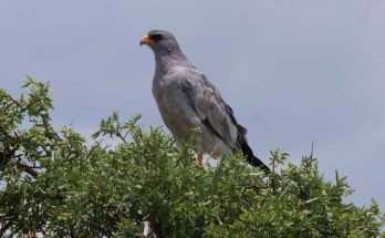 A fakó énekeshéja (Melierax canorus) megjelenése, életmódja, szaporodása