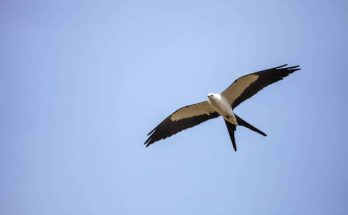 A fecskefarkú kánya (Elanoides forficatus) megjelenése, életmódja, szaporodása