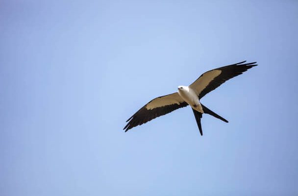 A fecskefarkú kánya (Elanoides forficatus) megjelenése, életmódja, szaporodása