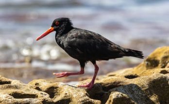 A füstös csigaforgató (Haematopus fuliginosus) megjelenése, életmódja, szaporodása