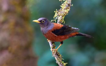 A gesztenyebarna rigó (Turdus rubrocanus) megjelenése, életmódja, szaporodása