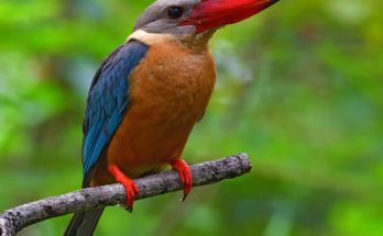 A gólyacsőrű halción (Pelargopsis capensis) megjelenése, életmódja, szaporodása