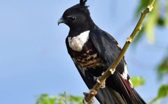 A háromszínű kakukkhéja (Aviceda leuphotes) megjelenése, életmódja, szaporodása