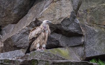 A havasi fakókeselyű (Gyps himalayensis) megjelenése, életmódja, szaporodása