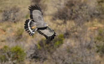 Az afrikai odúhéja (Polyboroides typus) megjelenése, életmódja, szaporodása