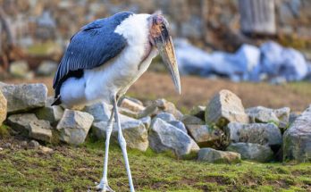 Az afrikai marabu (Leptoptilos crumeniferus) megjelenése, életmódja, szaporodása