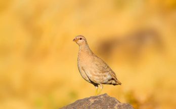 Az álarcos sivatagifogoly (Ammoperdix griseogularis) megjelenése, életmódja, szaporodása