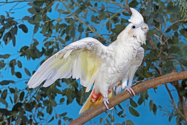 A fehérbóbitás kakadu (Cacatua alba)