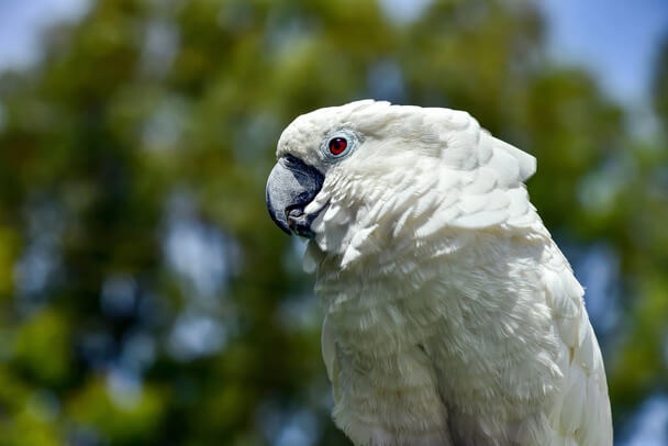 A fehérbóbitás kakadu (Cacatua alba)