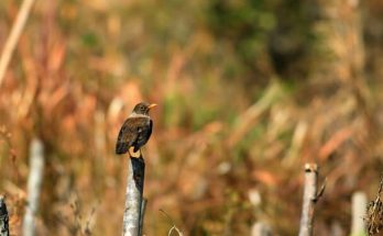 A fehértorkú feketerigó (Turdus albocinctus) megjelenése, életmódja, szaporodása