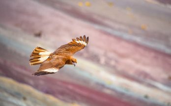 A hegyi karakara (Phalcoboenus megalopterus) megjelenése, életmódja, szaporodása