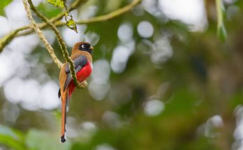 A hegyi trogon (Trogon collaris) megjelenése, életmódja, szaporodása