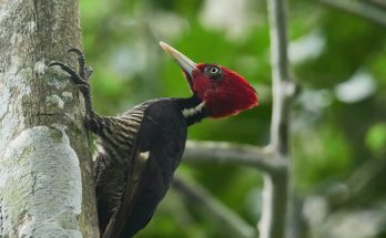 A hercegharkály (Campephilus guatemalensis) megjelenése, életmódja, szaporodása