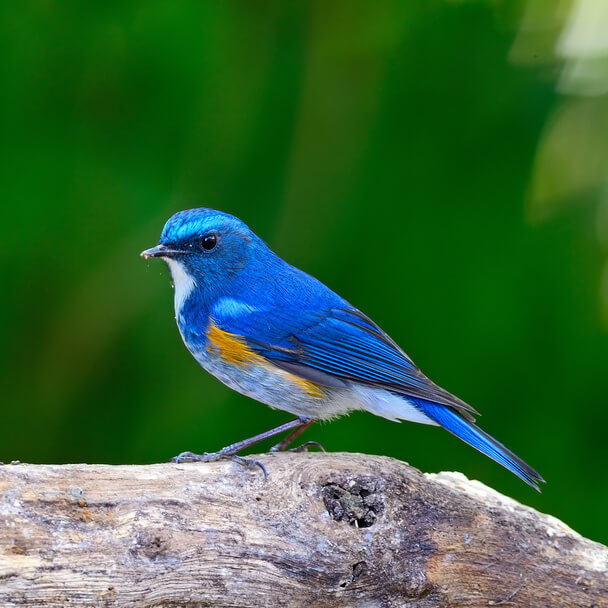 A himalájai kékfarkú hangja (Tarsiger rufilatus) megjelenése, életmódja, szaporodása