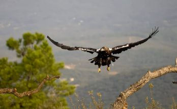 Az ibériai sas (Aquila adalberti) megjelenése, életmódja, szaporodása