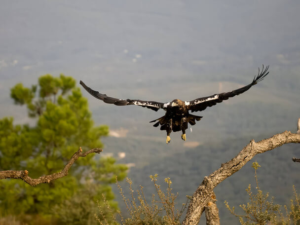 Az ibériai sas (Aquila adalberti) megjelenése, életmódja, szaporodása