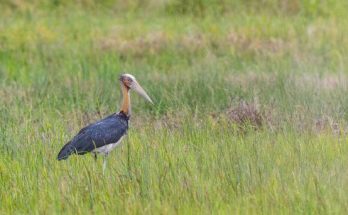 Az indiai marabu (Leptoptilos javanicus) megjelenése, életmódja, szaporodása