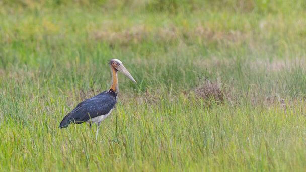 Az indiai marabu (Leptoptilos javanicus) megjelenése, életmódja, szaporodása 