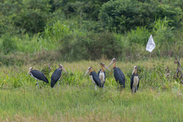 Az indiai marabu (Leptoptilos javanicus) megjelenése, életmódja, szaporodása 