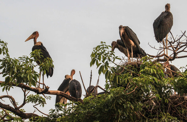 Az indiai marabu (Leptoptilos javanicus) megjelenése, életmódja, szaporodása 