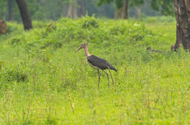 Az indiai marabu (Leptoptilos javanicus) megjelenése, életmódja, szaporodása