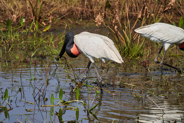 A jabiru (Jabiru mycteria) megjelenése, életmódja, szaporodása