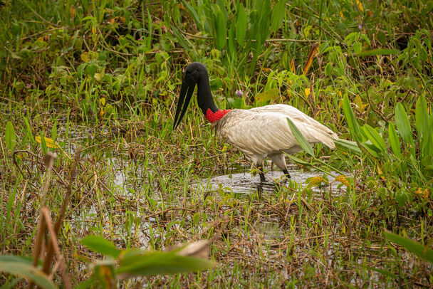 A jabiru (Jabiru mycteria) megjelenése, életmódja, szaporodása