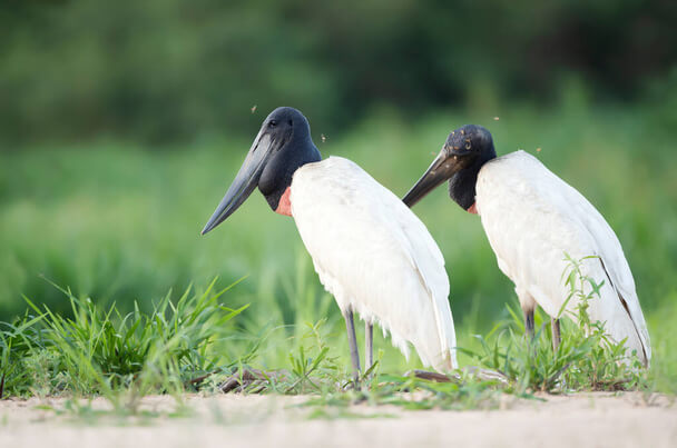 A jabiru (Jabiru mycteria) megjelenése, életmódja, szaporodása