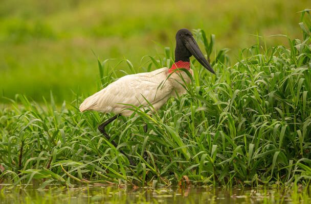 A jabiru (Jabiru mycteria) megjelenése, életmódja, szaporodása