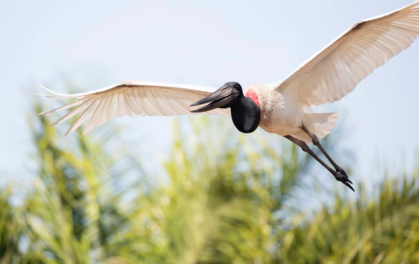 A jabiru (Jabiru mycteria) megjelenése, életmódja, szaporodása