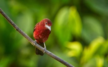 A kárminhátú tangara (Ramphocelus dimidiatus) megjelenése, életmódja, szaporodása