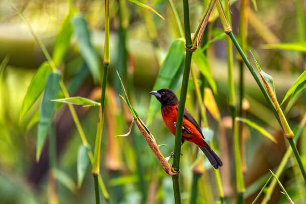 A kárminhátú tangara (Ramphocelus dimidiatus) megjelenése, életmódja, szaporodása