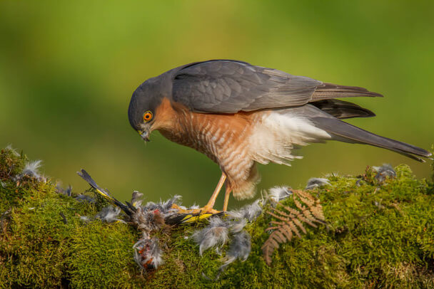 A karvaly (Accipiter nisus) megjelenése, életmódja, szaporodása 