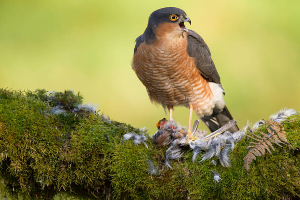 A karvaly (Accipiter nisus) megjelenése, életmódja, szaporodása 