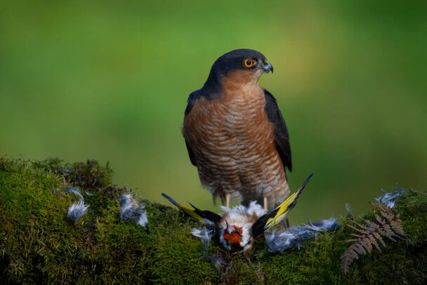 A karvaly (Accipiter nisus) megjelenése, életmódja, szaporodása 