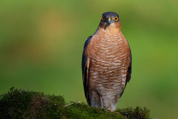 A karvaly (Accipiter nisus) megjelenése, életmódja, szaporodása 