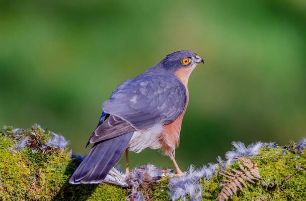 A karvaly (Accipiter nisus) megjelenése, életmódja, szaporodása