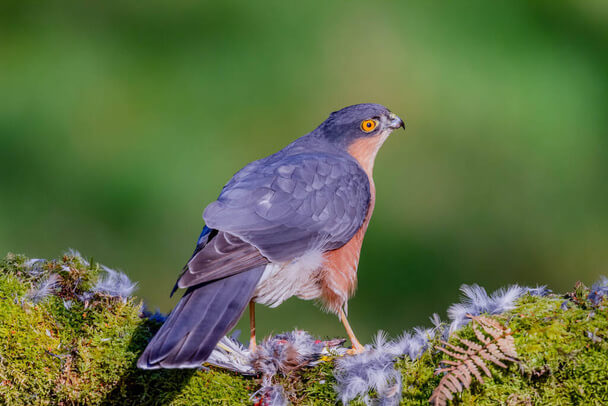 A karvaly (Accipiter nisus) megjelenése, életmódja, szaporodása 