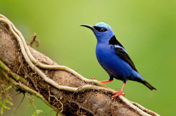 A kék cize vagy kék cukormadár (Cyanerpes cyaneus) megjelenése, életmódja, szaporodása