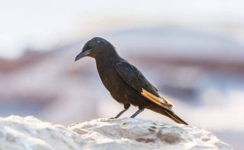 A fuvolázó dalosseregély (Onychognathus tristramii) megjelenése, életmódja, szaporodása