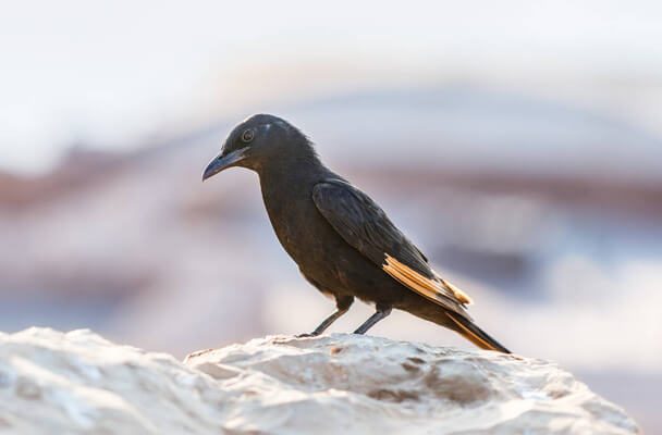 A fuvolázó dalosseregély (Onychognathus tristramii) megjelenése, életmódja, szaporodása