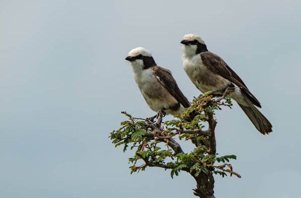 A kenyai deresgébics (Eurocephalus rueppelli)