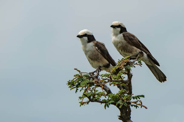 A kenyai deresgébics hangja(Eurocephalus rueppelli)