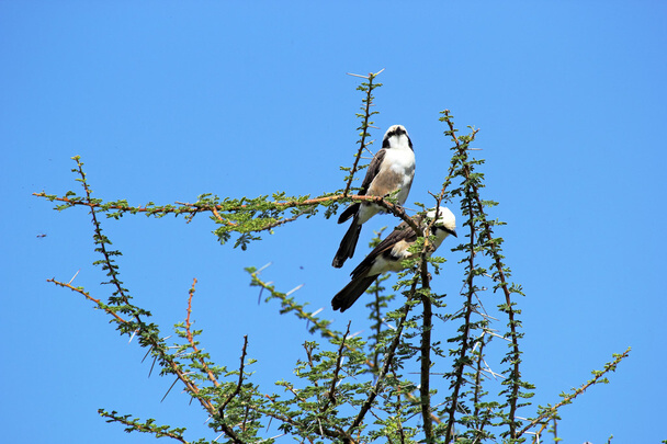 A kenyai deresgébics (Eurocephalus rueppelli)