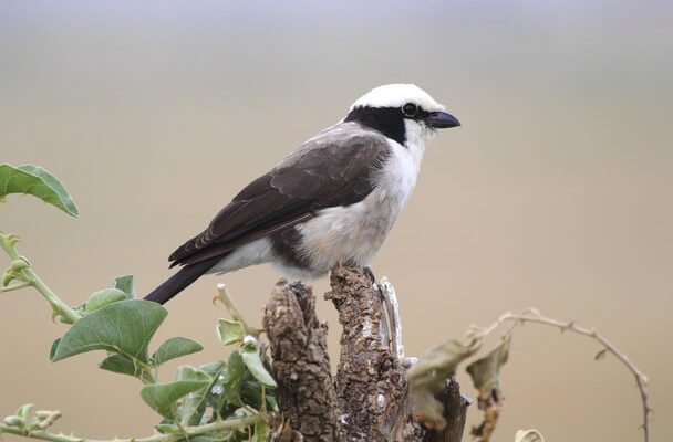 A kenyai deresgébics (Eurocephalus rueppelli)