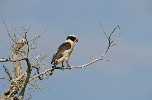 A kígyászsólyom (Herpetotheres cachinnans)