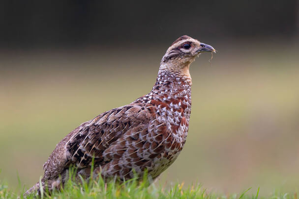 A királyfácán (Syrmaticus reevesii) 