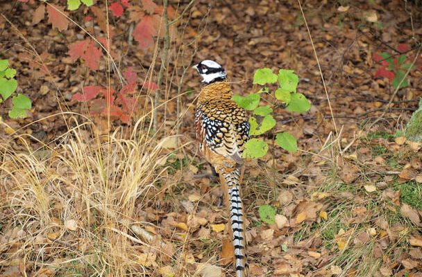 A királyfácán (Syrmaticus reevesii) 